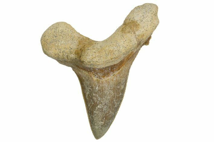 Serrated Sokolovi (Auriculatus) Shark Tooth - Dakhla, Morocco #321864